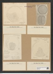 Diatomeae indet. Zeichnungen Sammlung Grunow Nr. 8479 (NHMW-BOT-W0377937)